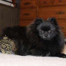 Leyla - Pomeranian