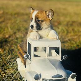 Stuffing - Sable male Pembroke Welsh Corgi puppy in Sheldon, Missouri from Clearsky Corgis