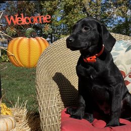 Britt - Black male Labrador Retriever puppy in Alger, Ohio from Osborne Family Retrievers