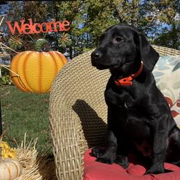 Britt - Black male Labrador Retriever puppy in Alger, Ohio from Osborne Family Retrievers