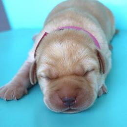Snicker - Yellow female Labrador Retriever puppy in Camden, Indiana from Camden's Caring Canines