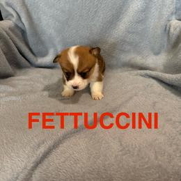 Fettuccini - Sable female Pembroke Welsh Corgi puppy in Sherwood, Michigan from Patrick's Puppies