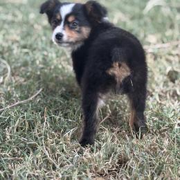 Toy Australian Shepherd Puppies from Carlsbad Toy Aussies