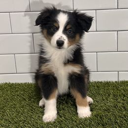 Miniature Australian Shepherd Puppies from All That Auss Mini Aussies
