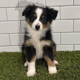 Miniature Australian Shepherd Puppies from All That Auss Mini Aussies