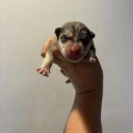 Girl 2 - Agouti and white female Siberian Husky puppy in Pelham, Alabama from Tails & Belles Dog Breeding