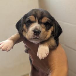 Kahlua - Black tan and white female Beagle puppy in Baltimore, Maryland from Country Acres Farm