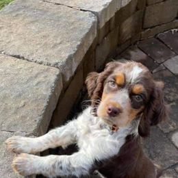 English Springer Spaniel Puppies from Alexia Stanton's English Springer Spaniels
