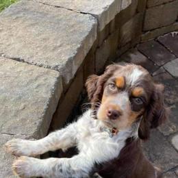 English Springer Spaniel Puppies from Alexia Stanton's English Springer Spaniels