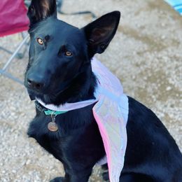 German Shepherds from German Shepherds