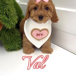 Val - Red female Cavapoo puppy in Buford, Georgia from Petite Posh Puppies