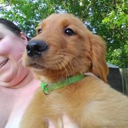 Golden Retriever Puppies from Ginger Snap Golden Retrievers