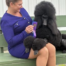 Desi - Poodle
