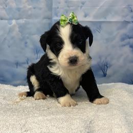 Bianca - Black and white female Bernedoodle puppy in Owenton, Kentucky from Elagant Acres