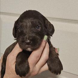 Finch, Grey collar - Brown male Cockapoo puppy in Pell City, Alabama from FurEver Young Kennels
