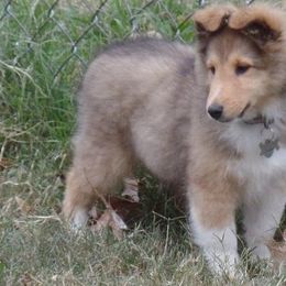 Shetland Sheepdog Puppies from September Morning Shelties