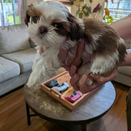 Shih Tzu Puppies from Jenny Switzer