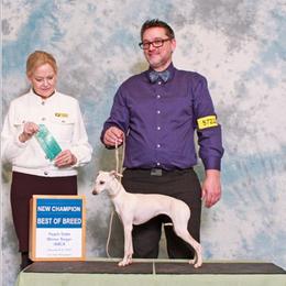 Linen - Italian Greyhound