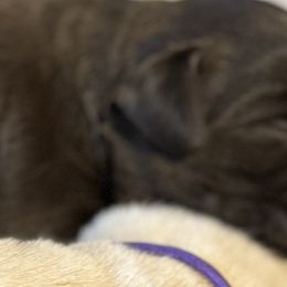 Girl 3 - Labrador Retriever puppy in Gerber, California from In The Zone Dog Training and Breeding