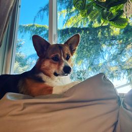 Obi - Pembroke Welsh Corgi