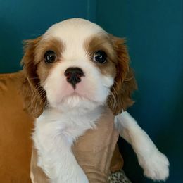 Adeline - Blenheim female Cavalier King Charles Spaniel puppy in Fort White, Florida from Animal Encore’s Cavalier King Charles Spaniels