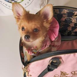 Chihuahua Puppies from Petite Pups LLC