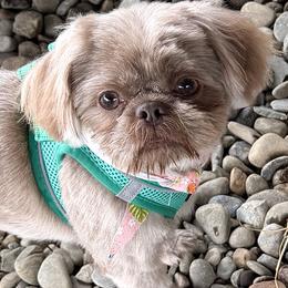 Bonnie - Shih Tzu