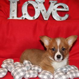 Pembroke Welsh Corgi Puppies from Wild West Corgis of Texas