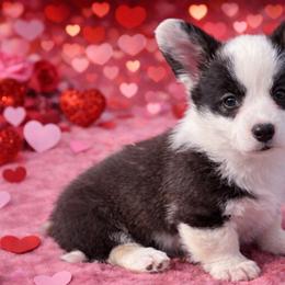 Nutmeg - Brindle and white female Cardigan Welsh Corgi puppy in Kerens, West Virginia from Leather & Lace