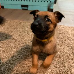 Katia - Fawn female Belgian Malinois puppy in Las Vegas, Nevada from Leviathan’s Misfits