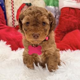 Ms Light Pink - Sable female Aussiedoodle puppy in Georgetown, Texas from Mc Doodles of Texas LLC