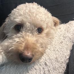 Goldendoodles from Oodles of Doodles LLC