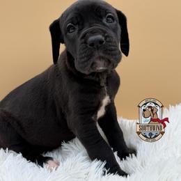 Bunty - Black female Great Dane puppy in White City, Kansas from Southwind Great Danes