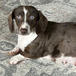 Dachshunds from Dachshund Dreams (miniature)