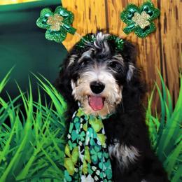 Bernedoodle Puppies from A Star is Born Doodles