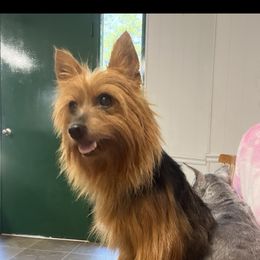 Ariel - Yorkshire Terrier