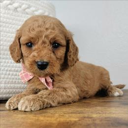 Dolly - Red  female Goldendoodle puppy in Temecula, California from Oodles O'Doodles