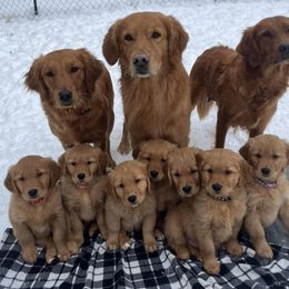 Golden Retriever Puppies from Geronimo Golden Retrievers