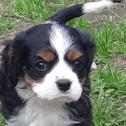Cavalier King Charles Spaniels from Sunshine Patch Cavalier Pups