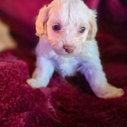 Vixen - Buff female Cockapoo puppy in Stillwater, Oklahoma from Cowboy Country Cockapoos
