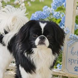 Sota - Japanese Chin