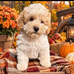 Valor - Parti male Goldendoodle puppy in Cherry Tree, Pennsylvania from Plum Creek Acres Next Generation