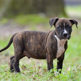 The Gentle Gentleman - Brown brindle male American Staffordshire Terrier puppy in St. Augustine, Florida from LBK & Ancient City