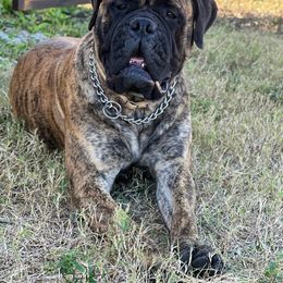 Luns - Red brindle female Bullmastiff puppy in Cedar Creek, Texas from Jenkins Family Bullmastiffs