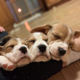 Beagle Puppies from Knockhill Beagles