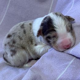 Mocha - Lilac merle male Border Collie puppy in Mckinney, Texas from Border Collies of Ruidoso