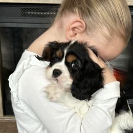 Cavalier King Charles Spaniels from Cavy Love