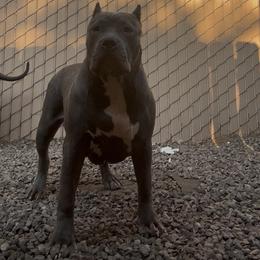 Freya - Blue female American Bully puppy in Harbison Canyon, California from M&M XL Bully Kennel