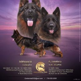 German Shepherd All Grown Up from Centennial German Shepherds