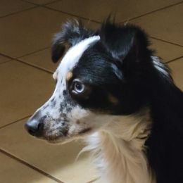 Nala - Miniature Australian Shepherd